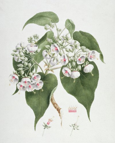 Walkuffa No.5 Dombeya torrida by James Bruce